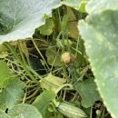 유명산주말농원 이미지