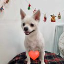 펫밀리샵 이미지