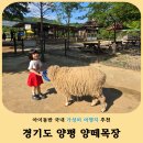 즐거운목장 | 양평 아이와 가볼만한곳 양평양떼목장 먹이주기 체험 놀이터 후기