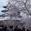사명당과 일본벗꽃 이미지