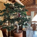 하늘마당펜션A 이미지