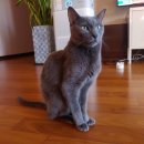 순한고양이 | 복실집사가 본 러시안블루는 어떤 고양이? 러블 특징, 털빠짐 총정리