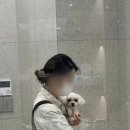 옥수수 동물병원 이미지