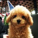 코지아지 이미지