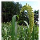 바리스타(노인) 이미지