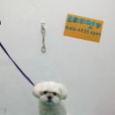 프리티펫 이미지