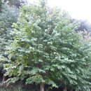 계수나무토끼한마리 이미지