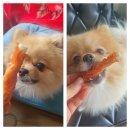 (주)그린펫 이미지