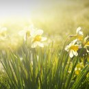 THE SPRING 이미지