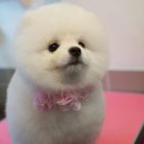 똥강아지 - 장흥군 의향길 9 | 똥강아지