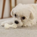 윤은채 재활 한방 동물병원 이미지