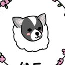 뽀독 애견 미용 이미지