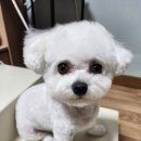 배트독 이미지