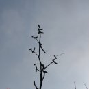 이상술농장 Daum카페