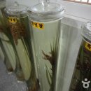 부여백제(서천) 이미지