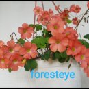 아이포레스트
