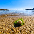 동해바다 이미지