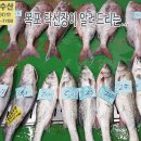 4월 27일, 자연산회(참돔,농어), 죽상어, 병어, 통치, 참조기, 갑오징어, 준치, 참돔, 가자미, 서대, 풀치, 붉은메기, 눈볼대 이미지