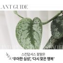 엔젤스킨 이미지