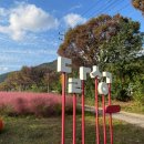 핑크뮬리 꽃단지 원 | 🌸 대구근교가볼만한곳 논공꽃단지 10월 실시간 핑크뮬리 주차장 꿀팁