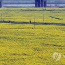 낙동강관리본부 대저생태공원 4 이미지