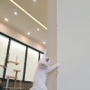 뚱냥한 하루 이미지