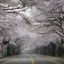 계룡산 동학사 벚꽃 축제 이미지