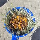 멍이랑 양이랑 | 경남 가볼만한 곳 거제 숲소리공원 솔직후기(모노레일·양먹이체험)