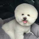 김채안퍼피살롱 이미지