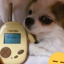 댕댕스토리 이미지