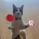 사야스시앤카츠