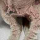 행복한 동물병원 | 강남동물병원 라퓨클레르 강아지 피부클리닉 후기