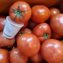 레드토마토 이미지