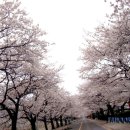 정읍 천변 벚꽃 잔치 이미지