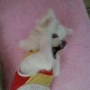 몽이애견 이미지