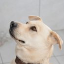 강아지 켄넬 이미지