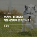 경기도 애견카페 1400평 넓은 천연잔디 운동장 동두천 멜팅 솔직 후기