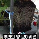 JS팜