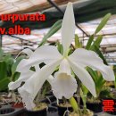 Laelia purpurata var.alba 퍼프라타 알바 이미지