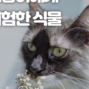수선화메디칼
