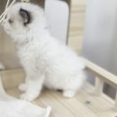 광주 고양이 분양 냥블리 광주점 | 경기도광주고양이분양, 어디서 시작해야 할까요? 완벽 가이드!