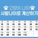 고양이 안전한 공간을 찾는 본능 이미지