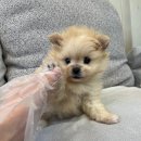 러빙펫강아지분양배곧 | 배곧펫샵, 처음 강아지 키우는 분이라면 꼭 읽어보세요