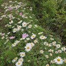 행복한하루 이미지