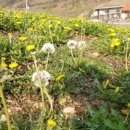 민들레 영농조합법인 이미지