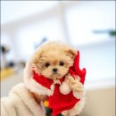 조이퍼피 강아지분양 이미지