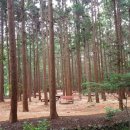 대신공원 숲길 이미지