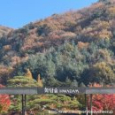 11월 둘쨋주 화담숲 | 올해 두 번째 화담숲🍁, 화담숲 카페테리아, 취소표 잡는 꿀팁 및 지각 입장 가능여부