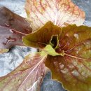 무지개송어횟집 이미지