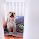 댕댕마실 이미지